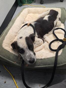 Juney -  Australian Cattle Dog Blue Heeler Dog for Adoption in Las Vegas, New Mexico - Juney | PetCurious