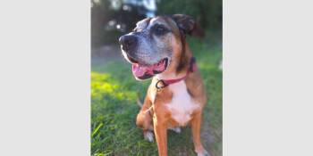 Ella Belle - Silver Heart -  Boxer Dog for Adoption in Hewitt, Texas - Ella Belle - Silver Heart | PetCurious