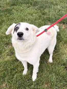 Australian Shepherd and Australian Cattle Dog Blue Heeler Dogs Available for Adoption in Winchester, Virginia - Nash | PetCurious