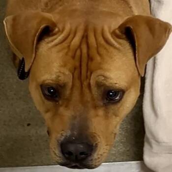 Pit Bull Terrier and Mixed Breed Dogs Available for Adoption in St. Louis, Missouri - BASSANIO | PetCurious