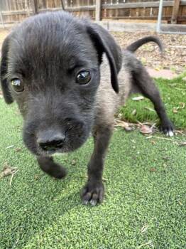 Big Val -  Chihuahua and Terrier Dog for Adoption in Denver, Colorado - Big Val | PetCurious