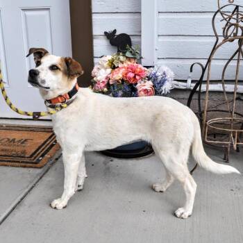 Mixed Breed Dogs Available for Adoption in Prescott, Arizona - Juni | PetCurious