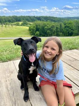 Luffy -  Mixed Breed Dog for Adoption in Columbia, Maryland - Luffy | PetCurious