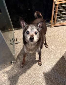 Rescue Chihuahua Dogs for Adoption in Kimberlin Heights, Tennessee - Max | PetCurious