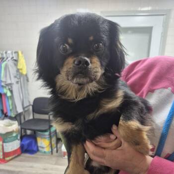 Cavalier King Charles Spaniel Dogs Available for Adoption in Newark, New Jersey - AHNJ-Stray-46440 | PetCurious