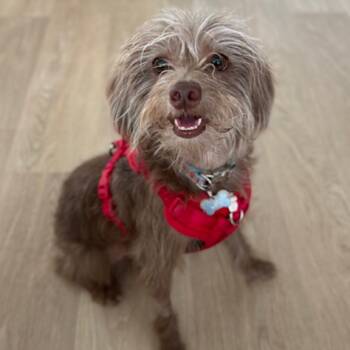 Rescue Terrier and Poodle Dogs for Adoption in Houston, Texas - Addi 'Giblet' | PetCurious