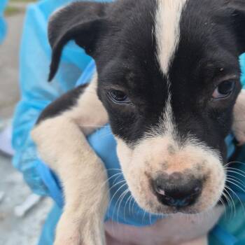 Clara -  Mixed Breed Dog for Adoption in Corinth, Mississippi - Clara | PetCurious