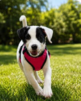 Darla -  Terrier Dog for Adoption in Churchville, New York - Darla | PetCurious
