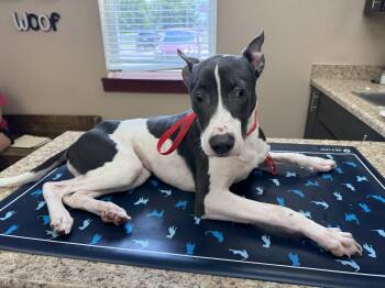 Luke -  Pit Bull Terrier Dog for Adoption in Eagleville, Tennessee - Luke | PetCurious