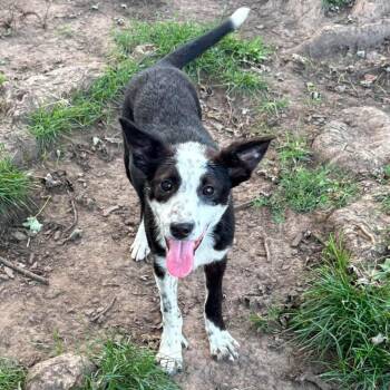 Sky -  Border Collie and Australian Cattle Dog Blue Heeler Dog for Adoption in Brockport, New York - Sky | PetCurious