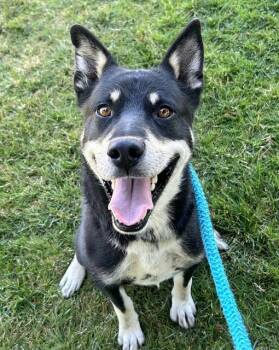 KYLE -  Siberian Husky and Mixed Breed Dog for Adoption in Sacramento, California - KYLE | PetCurious