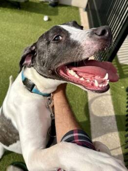 Mixed Breed Dogs Available for Adoption in Wichita, Kansas - Odysseus | PetCurious