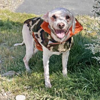 Pablo -  Mixed Breed Dog for Adoption in Hailey, Idaho - Pablo | PetCurious