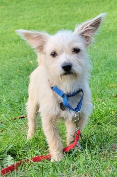 Brownie -  Terrier Dog for Adoption in Milford, Michigan - Brownie | PetCurious
