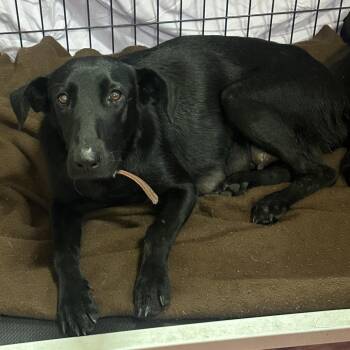 Inks -  Black Labrador Retriever Dog for Adoption in San Saba, Texas - Inks | PetCurious