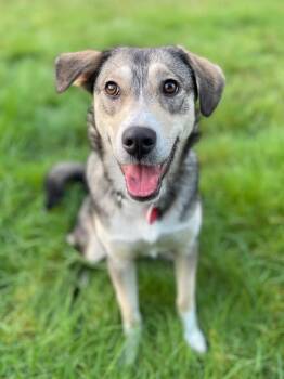 Mixed Breed Dogs Available for Adoption - Audrey | PetCurious