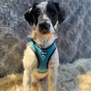 Rescue Terrier Dogs for Adoption in San Diego, California - Suki | PetCurious