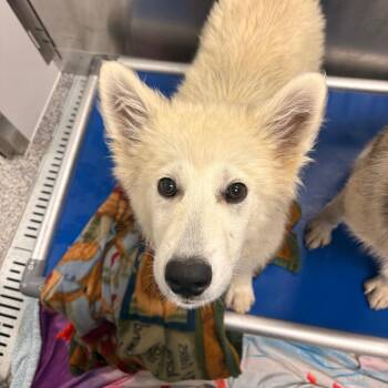 Tiki -  Husky and Mixed Breed Dog for Adoption in Clavet, Saskatchewan - Tiki | PetCurious