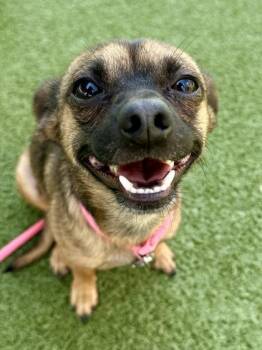 Titi Benito -  Mixed Breed Dog for Adoption in Wichita, Kansas - Titi Benito | PetCurious