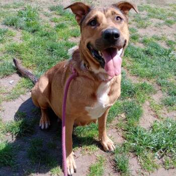 Rescue German Shepherd Dog Dogs for Adoption in Rochester, Washington - Nyssa | PetCurious