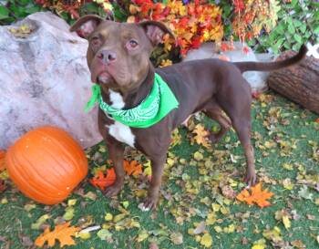 Rescue Bulldog Dogs for Adoption in Oklahoma City, Oklahoma - TRUFFLE 465388 | PetCurious