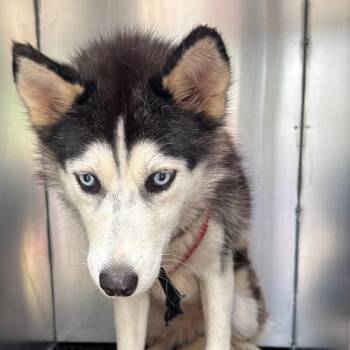 Kira (Rikae) -  Husky and Mixed Breed Dog for Adoption in Saint Joseph, Missouri - Kira (Rikae) | PetCurious