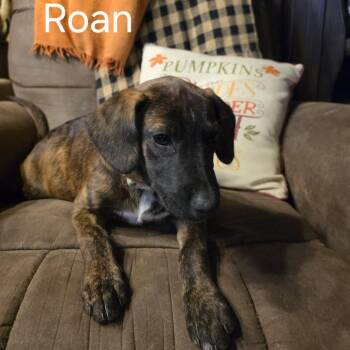 Roan #3 -  Boxer and Black Mouth Cur Dog for Adoption in Bartlett, Tennessee - Roan #3 | PetCurious