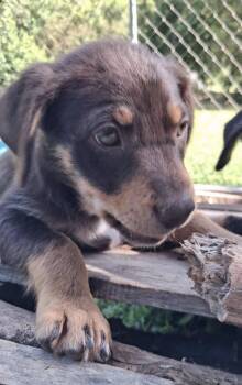 Donnie -  Rottweiler and Labrador Retriever Dog for Adoption in Ooltewah, Tennessee - Donnie | PetCurious