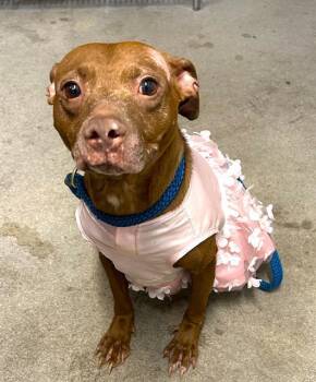 Rescue Mixed Breed Dogs for Adoption in Jacksonville, Florida - SCARLETTE | PetCurious