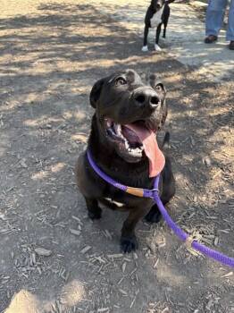 Labrador Retriever Dogs Available for Adoption in San Jose, California - POP ROCKS | PetCurious