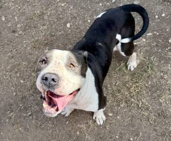 Rescue Pit Bull Terrier Dogs for Adoption in Eagle, Idaho - Jefe **Courtesy Post. Out Of Town Pet. See Below For Details** | PetCurious