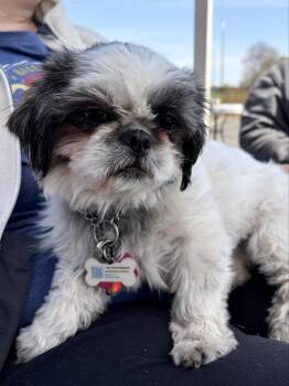 Shih Tzu Dogs Available for Adoption in Minneapolis, Minnesota - Fancy | PetCurious