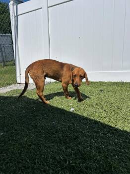Posty -  Mixed Breed Dog Available for Adoption in Morgantown, Kentucky - Posty | PetCurious
