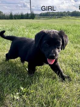 Daisy and her siblings. -  Australian Shepherd and Labrador Retriever Dog for Adoption in Armada, Michigan - Daisy And Her Siblings. | PetCurious
