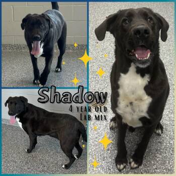 Labrador Retriever Dogs Available for Adoption - Shadow | PetCurious