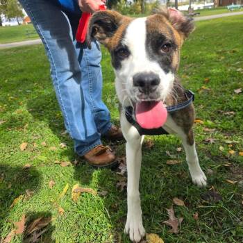 Buddy -  Boxer Dog for Adoption in Harrodsburg, Kentucky - Buddy | PetCurious