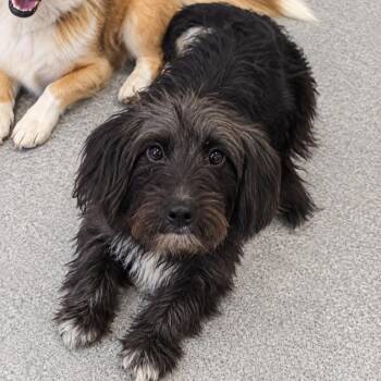 Cayman -  Miniature Schnauzer and Miniature Poodle Dog for Adoption in Baton Rouge, Louisiana - Cayman | PetCurious