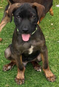 Jig $550 -  Mixed Breed Dog for Adoption in West Milwaukee, Wisconsin - Jig $550 | PetCurious