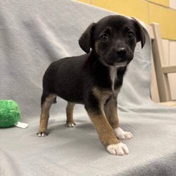 Shepherd Dogs Available for Adoption - Lamara | PetCurious