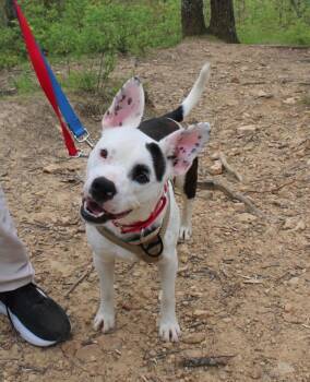 Pit Bull Terrier Dogs Available for Adoption in Johnson City, Tennessee - Orion | PetCurious