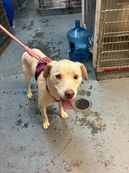 Labrador Retriever Dogs Available for Adoption in Marietta, Georgia - Sheeva | PetCurious