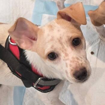 Gizmo -  Chihuahua Dog for Adoption in Fullerton, California - Gizmo | PetCurious