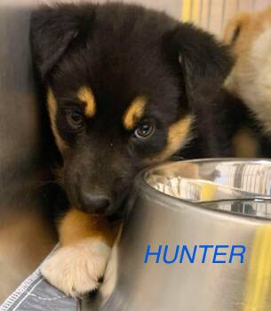 Hunter -  Mixed Breed Dog for Adoption in Athens, Ontario - Hunter | PetCurious
