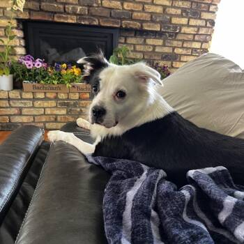 Border Collie and Mixed Breed Dogs Available for Adoption in Minnetonka, Minnesota - Diamond D69334 | PetCurious