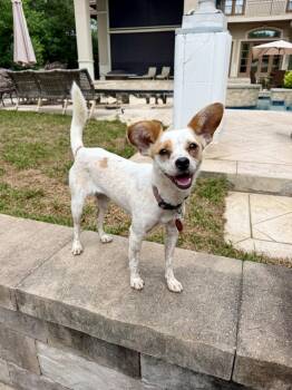 Jack Russell Terrier and Chihuahua Dogs Available for Adoption in Richmond, Texas - Katya | PetCurious