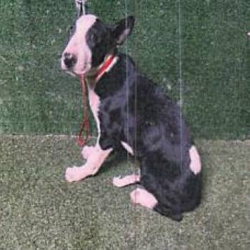 Pryce A5799207 -  Pit Bull Terrier Dog for Adoption in Los Angeles, California - Pryce A5799207 | PetCurious