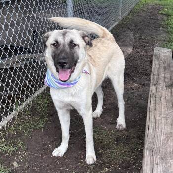 Anatolian Shepherd and Labrador Retriever Dogs Available for Adoption in Conroe, Texas - Fannie | PetCurious