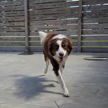 Pixie -  Australian Shepherd and Border Collie Dog for Adoption in Freeport, Florida - Pixie | PetCurious