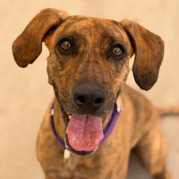 Iris -  Catahoula Leopard Dog and Shepherd Dog for Adoption in Durango, Colorado - Iris | PetCurious