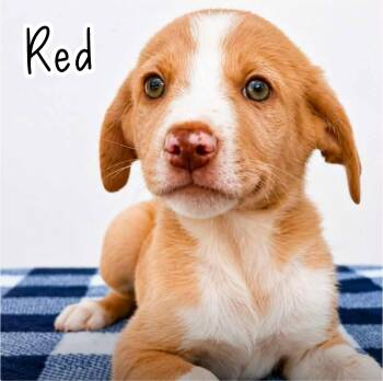 Red -  Catahoula Leopard Dog and Labrador Retriever Dog for Adoption in Ringwood, New Jersey - Red | PetCurious